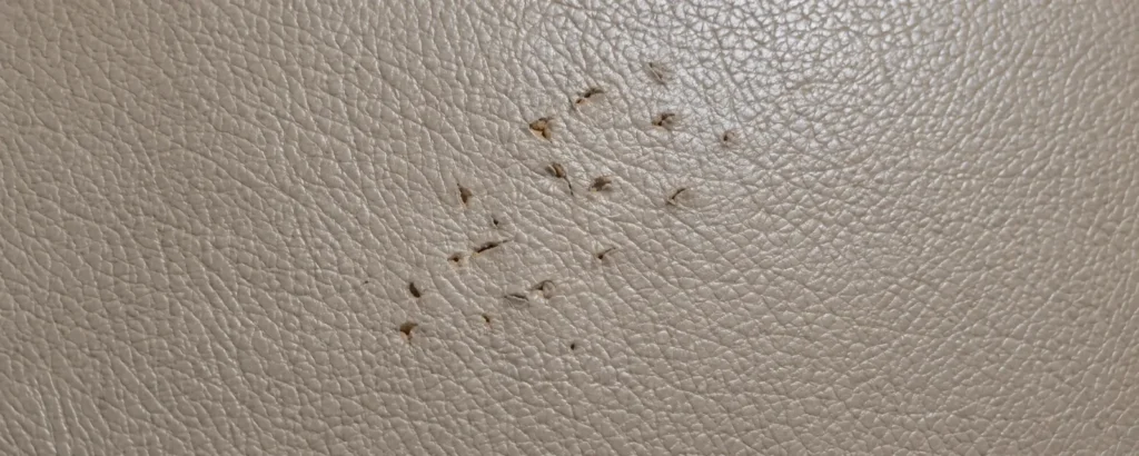 Punctures from cat claws on leather